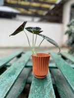Zdjęcie doniczki lub oslonki: Osłonka carrot 9x13 cm, ujęcie 3