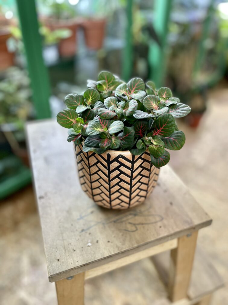 Zdjęcie doniczki lub oslonki: Osłonka Fishbone Peach 12x13 cm, ujęcie 2