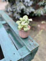 Zdjęcie doniczki lub oslonki: Osłonka Fishbone Peach 9x11 cm, ujęcie 3