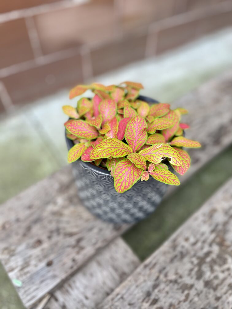 Zdjęcie doniczki lub oslonki: Osłonka origami Grafit 12x12 cm, ujęcie 4