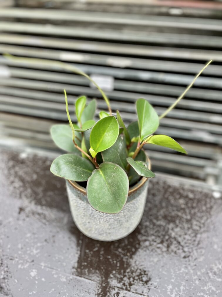 peperomia-obtusifolia-red-margin_12x25-1_1676715388.jpg Zdjęcie rosliny doniczkowej Peperomia obtusifolia Red Margin, ujęcie 1