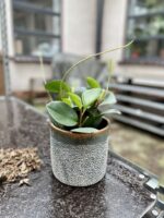 Zdjęcie rosliny doniczkowej Peperomia obtusifolia Red Margin, ujęcie 2