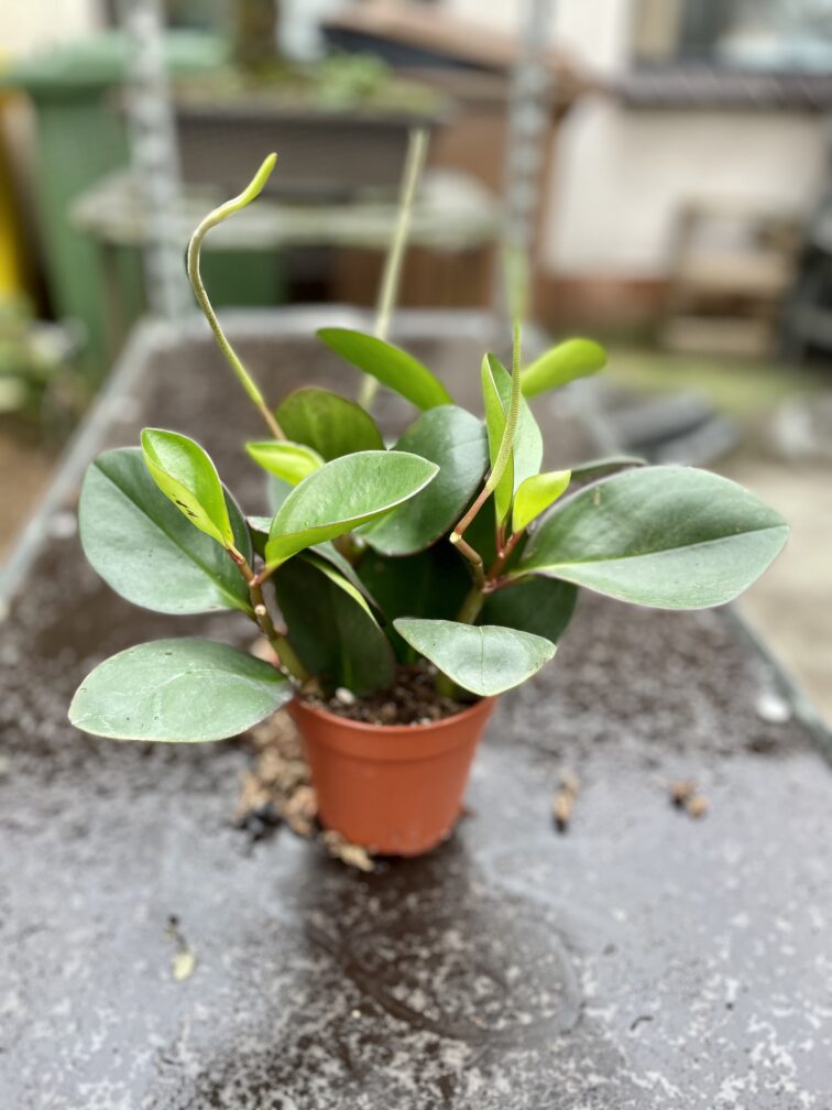 Zdjęcie rosliny doniczkowej Peperomia obtusifolia Red Margin, ujęcie 3