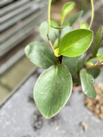 Zdjęcie rosliny doniczkowej Peperomia obtusifolia Red Margin, ujęcie 4