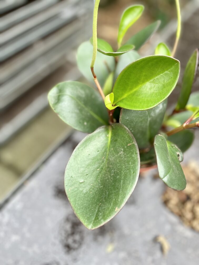 Zdjęcie rosliny doniczkowej Peperomia obtusifolia Red Margin, ujęcie 4