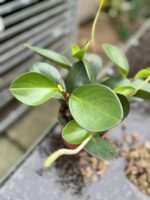 Zdjęcie rosliny doniczkowej Peperomia obtusifolia Red Margin, ujęcie 5