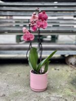 Zdjęcie rosliny doniczkowej Phalaenopsis Asian Coral, ujęcie 1