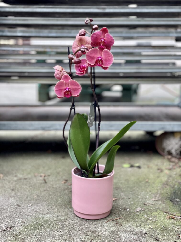 Zdjęcie rosliny doniczkowej Phalaenopsis Asian Coral, ujęcie 1