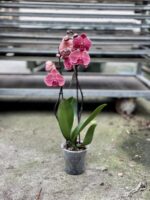 Zdjęcie rosliny doniczkowej Phalaenopsis Asian Coral, ujęcie 2