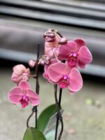 Zdjęcie rosliny doniczkowej Phalaenopsis Asian Coral, ujęcie 3