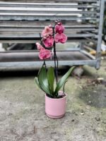 Zdjęcie rosliny doniczkowej Phalaenopsis Asian Coral, ujęcie 4