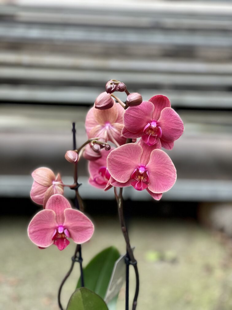 Zdjęcie rosliny doniczkowej Phalaenopsis Asian Coral, ujęcie 5