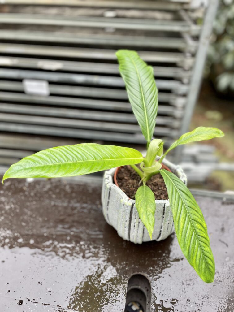 Zdjęcie rosliny doniczkowej Philodendron campii Lynette, ujęcie 1