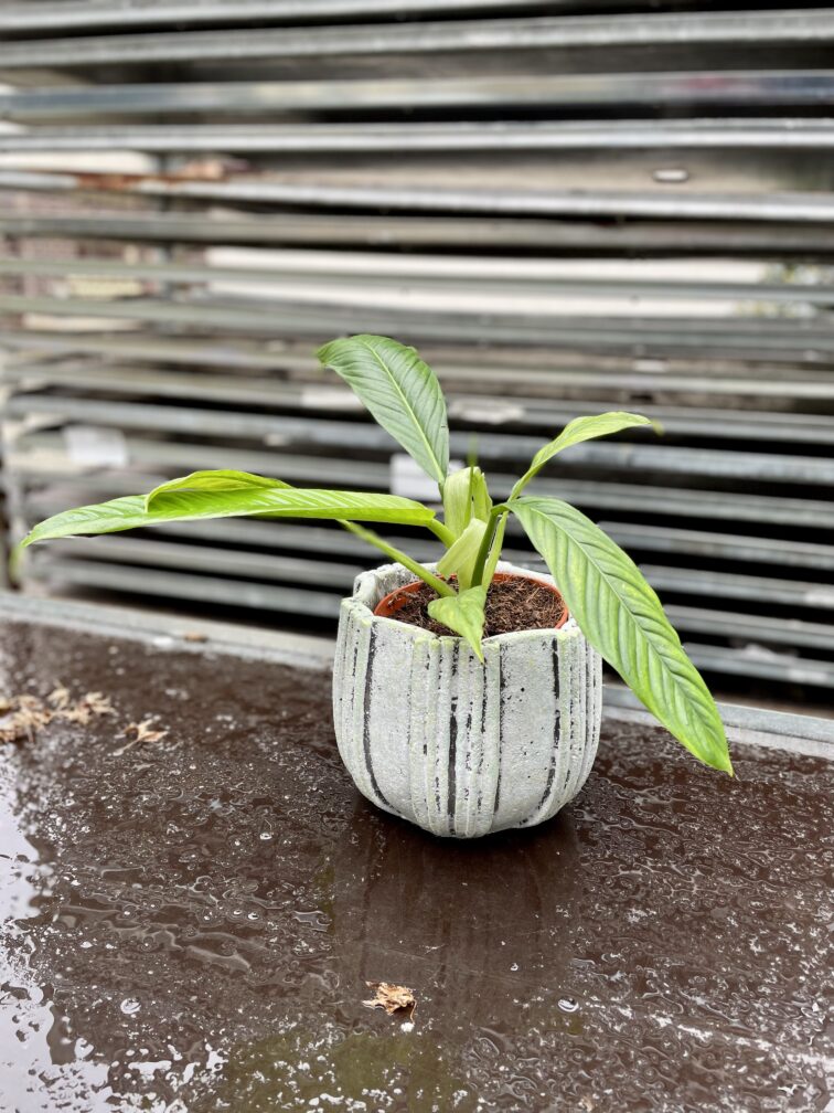 Zdjęcie rosliny doniczkowej Philodendron campii Lynette, ujęcie 2