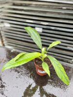 Zdjęcie rosliny doniczkowej Philodendron campii Lynette, ujęcie 3