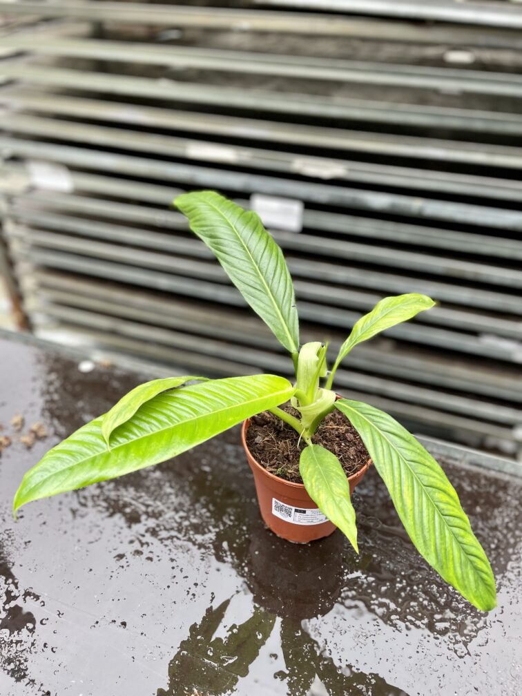 Zdjęcie rosliny doniczkowej Philodendron campii Lynette, ujęcie 3