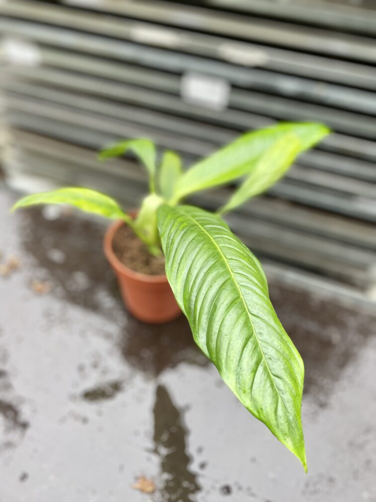 Zdjęcie rosliny doniczkowej Philodendron campii Lynette, ujęcie 4