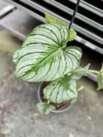 Zdjęcie rosliny doniczkowej Philodendron mamei, ujęcie 1