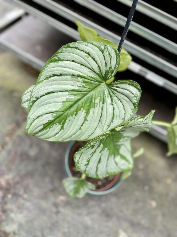 philodendron-mamei_17x43-1_1677319143.jpg Zdjęcie rosliny doniczkowej Philodendron mamei, ujęcie 1