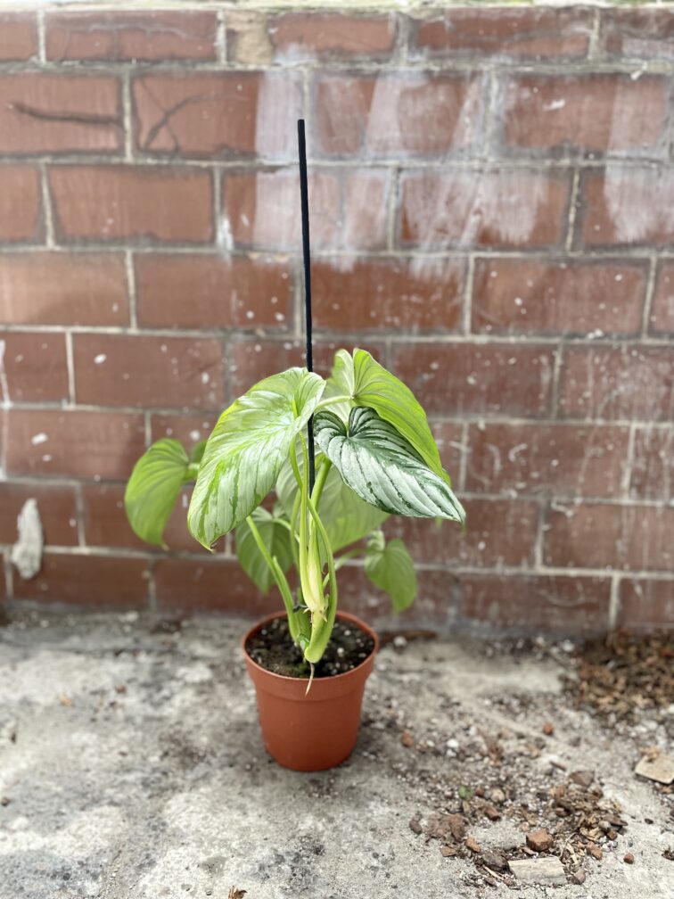 Zdjęcie rosliny doniczkowej Philodendron mamei, ujęcie 2