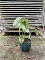 Zdjęcie rosliny doniczkowej Philodendron mamei, ujęcie 3