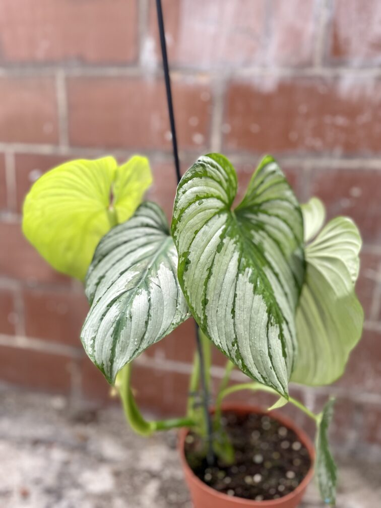 Zdjęcie rosliny doniczkowej Philodendron mamei, ujęcie 4