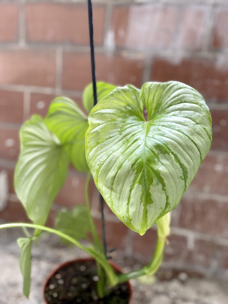 Zdjęcie rosliny doniczkowej Philodendron mamei, ujęcie 5