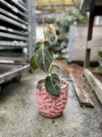 Zdjęcie rosliny doniczkowej Philodendron melanochrysum, ujęcie 2