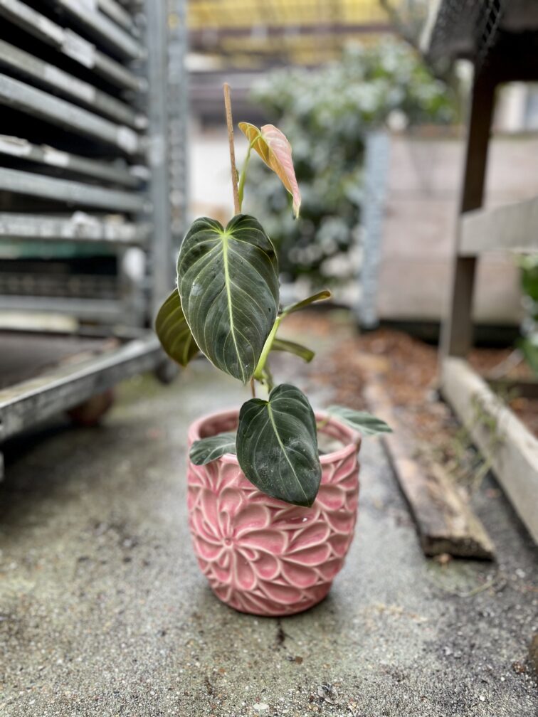 Zdjęcie rosliny doniczkowej Philodendron melanochrysum, ujęcie 2
