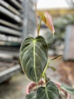 Zdjęcie rosliny doniczkowej Philodendron melanochrysum, ujęcie 3