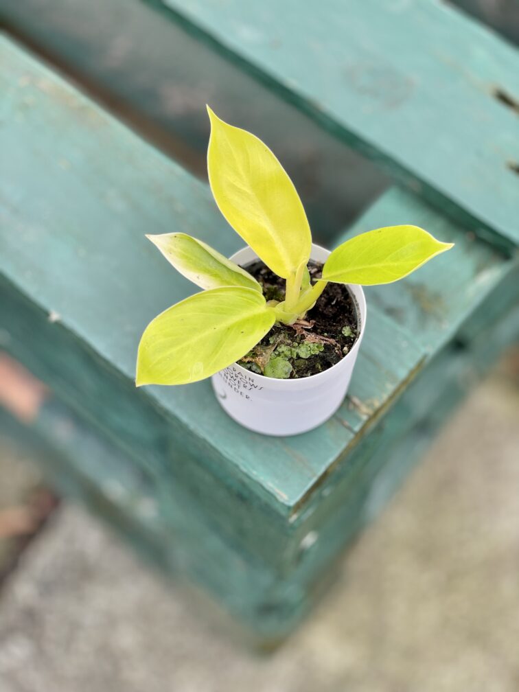 Zdjęcie rosliny doniczkowej Philodendron Moonlight, ujęcie 1