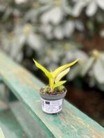 Zdjęcie rosliny doniczkowej Philodendron Moonlight, ujęcie 2