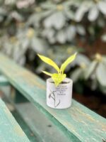 Zdjęcie rosliny doniczkowej Philodendron Moonlight, ujęcie 3