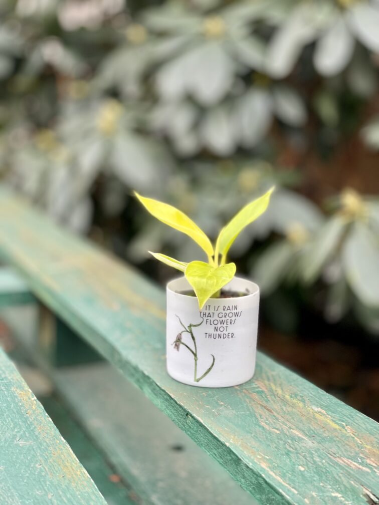Zdjęcie rosliny doniczkowej Philodendron Moonlight, ujęcie 3