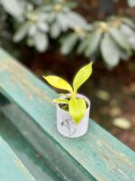 Zdjęcie rosliny doniczkowej Philodendron Moonlight, ujęcie 4