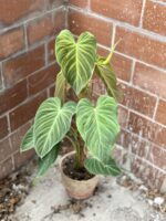 Zdjęcie rosliny doniczkowej Philodendron Splendid, ujęcie 1