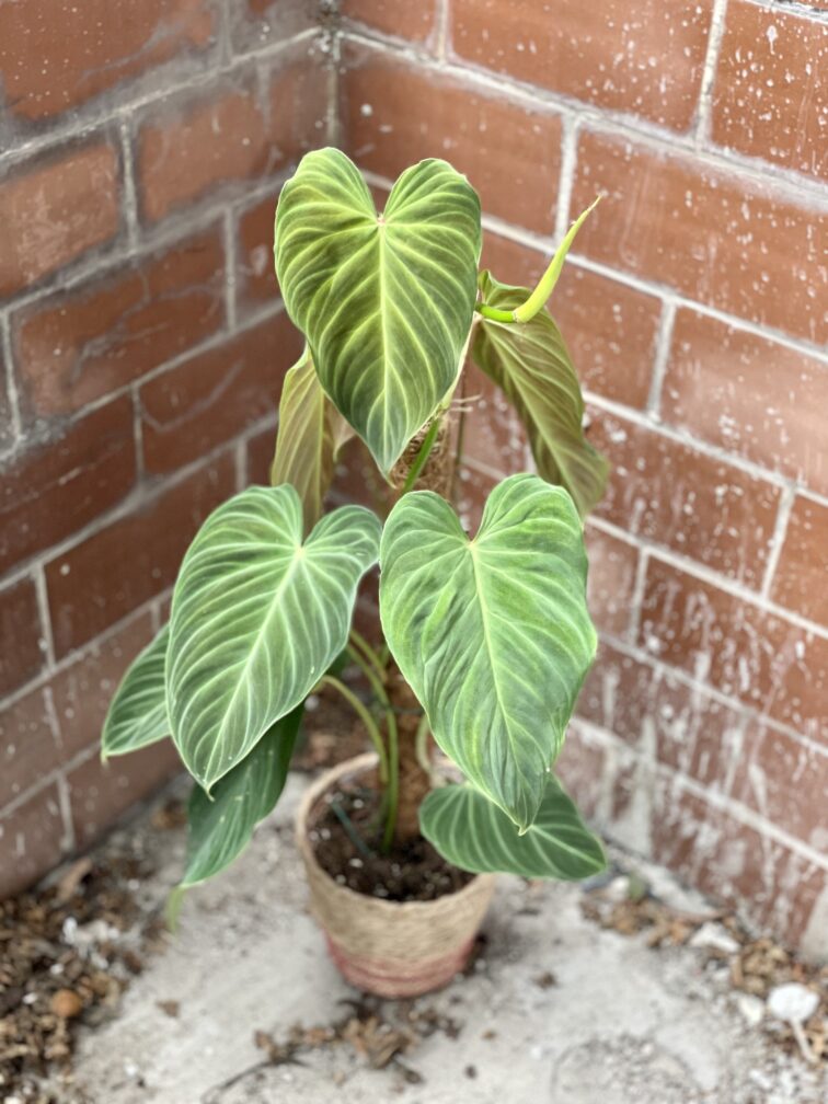 Zdjęcie rosliny doniczkowej Philodendron Splendid, ujęcie 1
