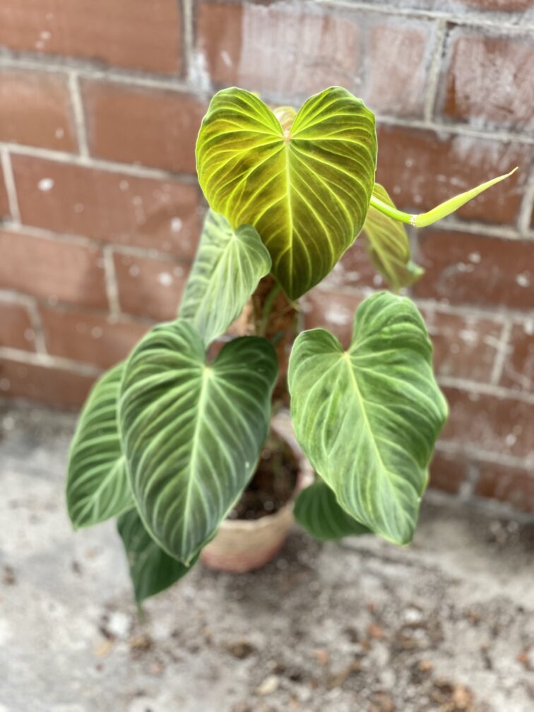 Zdjęcie rosliny doniczkowej Philodendron Splendid, ujęcie 2