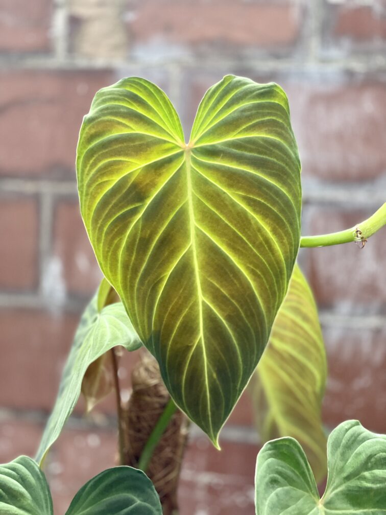 Zdjęcie rosliny doniczkowej Philodendron Splendid, ujęcie 3