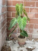 Zdjęcie rosliny doniczkowej Philodendron Splendid, ujęcie 4
