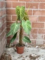 Zdjęcie rosliny doniczkowej Philodendron Splendid, ujęcie 5