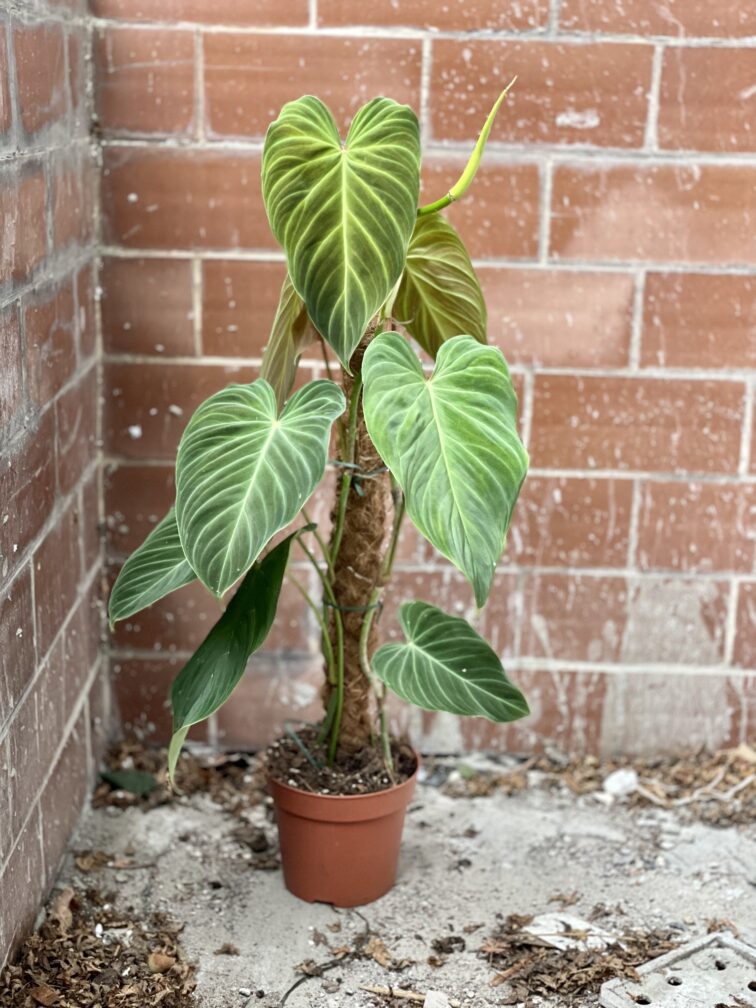 Zdjęcie rosliny doniczkowej Philodendron Splendid, ujęcie 5