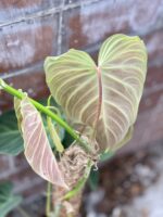 Zdjęcie rosliny doniczkowej Philodendron Splendid, ujęcie 6
