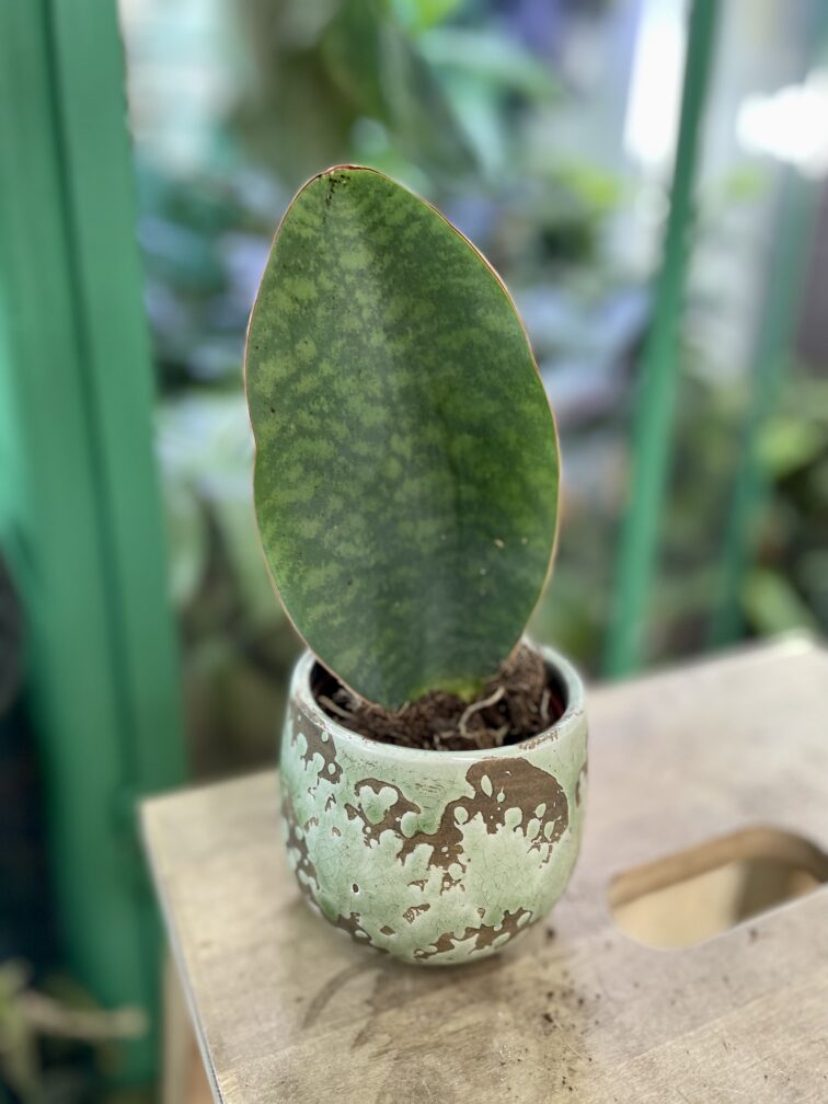 sansevieria-masoniana_8x20-1_1677324454.jpg Zdjęcie rosliny doniczkowej Sansevieria Masoniana, ujęcie 1