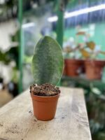 Zdjęcie rosliny doniczkowej Sansevieria Masoniana, ujęcie 2