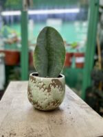 Zdjęcie rosliny doniczkowej Sansevieria Masoniana, ujęcie 3