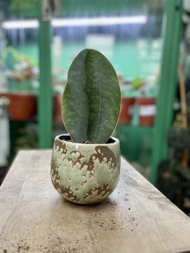 Zdjęcie rosliny doniczkowej Sansevieria Masoniana, ujęcie 3