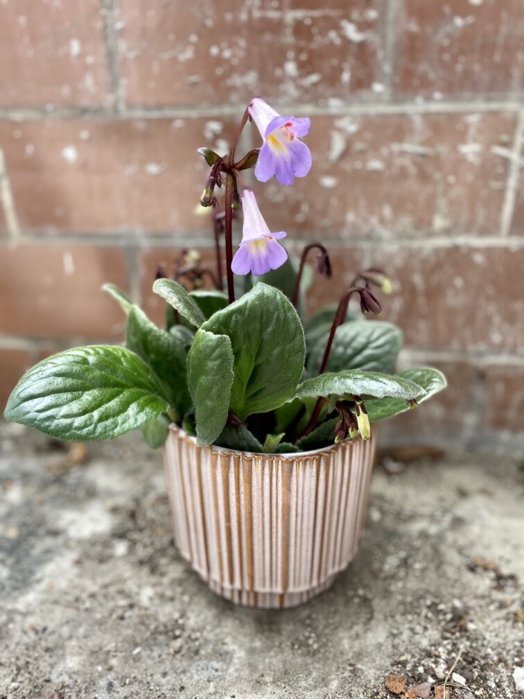 Zdjęcie rosliny doniczkowej Streptocarpus Purpelina, ujęcie 1
