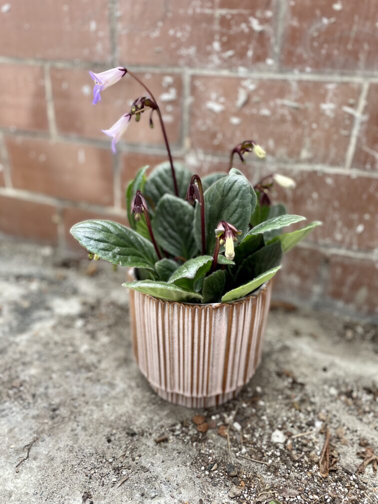 Zdjęcie rosliny doniczkowej Streptocarpus Purpelina, ujęcie 2