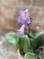 Zdjęcie rosliny doniczkowej Streptocarpus Purpelina, ujęcie 3